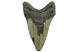 Bargain, Fossil Megalodon Tooth - North Carolina #219936-2